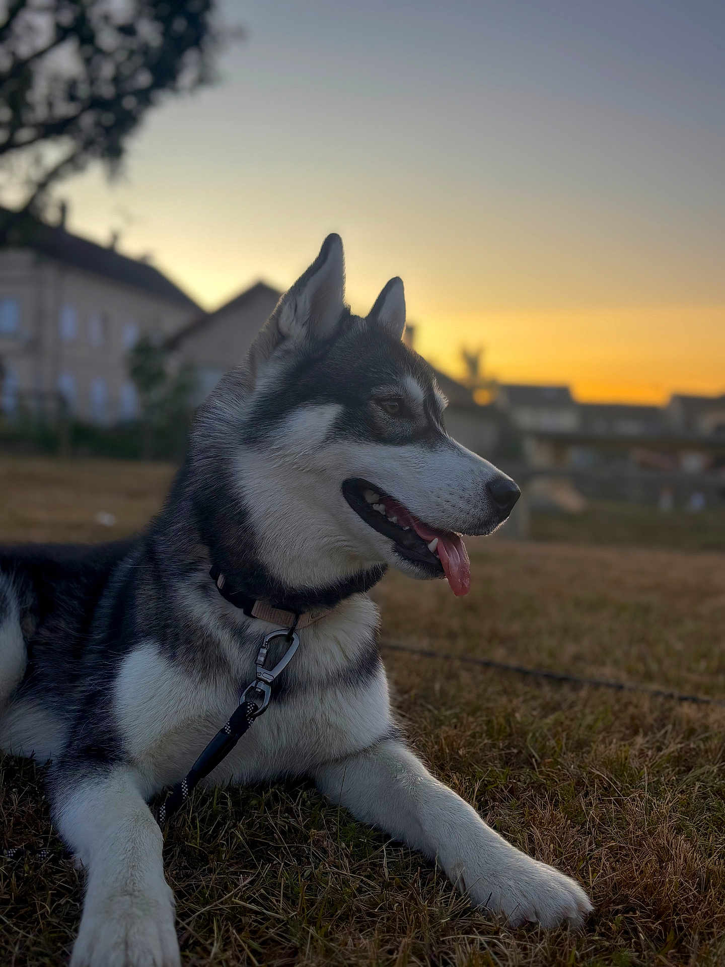 Vaïka participe au concours pour gagner de l'argent avec cette photo : dog, husky, canine, pet, animal, outdoor, sunset, grass, leash, collar, tongue, ears, side_view, domestic_animal, nature, resting, mammal, cute, friendly, evening