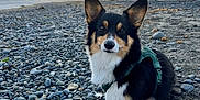 Zelda is registered to the contest to win money with this photo: animal, beach, clouds, corgi, dog, ears, fur, horizon, landscape, leash, muzzle, nature, outdoor, pet, portrait, rocks, sand, sky, sunset, water