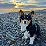 dog, corgi, beach, rocks, sunset, outdoor, pet, animal, fur, ears, nature, landscape, sky, clouds, horizon, water, sand, muzzle, portrait, leash