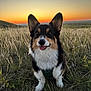 dog, corgi, grass, field, sunset, outdoor, animal, pet, nature, happy, ears, tongue, fur, muzzle, sitting, sunlight, smiling, landscape, sky, canine