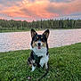 dog, corgi, grass, lake, water, sunset, sky, clouds, forest, trees, nature, outdoor, animal, pet, happy, tongue_out, leash, greenery, scenic, calm