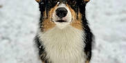 Zelda is registered to the contest to win money with this photo: dog, corgi, snow, outdoor, pet, animal, fur, ears, winter, cute, portrait, sitting, black, white, brown, nose, eyes, face, fluffy, nature