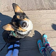 Zelda is registered to the contest to win money with this photo: dog, pet, outdoor, wooden_deck, shoes, socks, feet, sunlight, leash, curious, ears, black_fur, tan_fur, white_fur, casual_footwear, daylight, texture, closeup, companion, friendly
