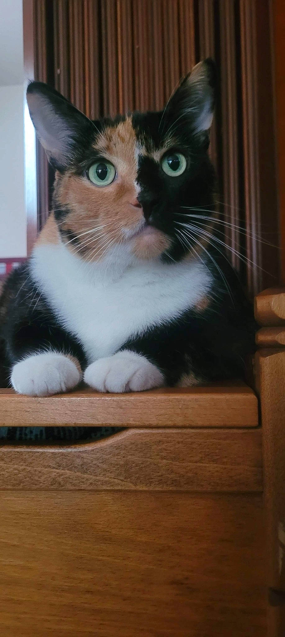 Popcorn is registered to the contest to win money with this photo: box, carnivore, cat, domestic_short_haired_cat, felidae, fur, hardwood, paw, small_to_medium_sized_cats, snout, tail, whiskers, window, wood, wood_stain