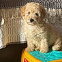 Marley is registered to the contest to win money with this photo: puppy, dog, fluffy, cream_colored, step_stool, yellow, blue, indoor, quilt, lace, cute, pet, sitting, fur, animal, small, adorable, home, cozy, young