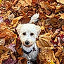 Marley joined the competition — help win amazing prizes! dog, white_dog, autumn, fall_leaves, leaves, outdoor, pet, cute, curious, nature, seasonal, collar, leash, brown_leaves, yellow_leaves, red_leaves, small_dog, fluffy, animal, playful