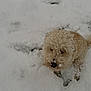 Marley is registered to the contest to win money with this photo: animal, canine, cold, curly_fur, cute, dog, fur, fur_texture, ground, looking_up, mammal, nature, nose, outdoor, pet, playful, sitting, snow, white, winter