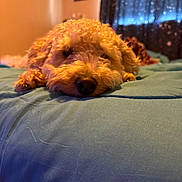 Marley is registered to the contest to win money with this photo: animal, bed, blanket, blue, canine, closeup, cozy, curly_hair, curtains, dog, fur, furniture, indoor, nose, pet, portrait, resting, room, sleepy, soft_light