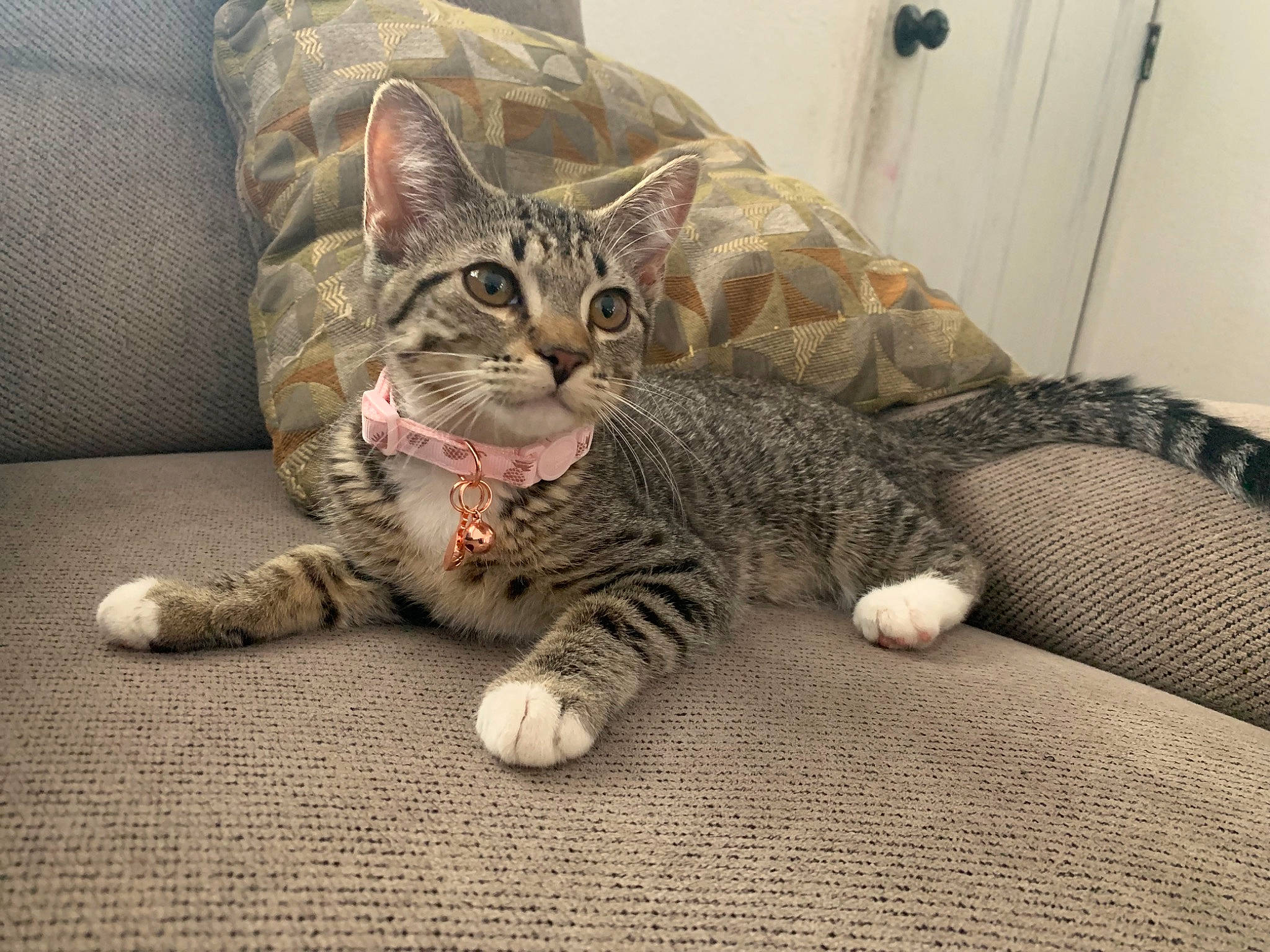 Sage is registered to the contest to win money with this photo: carnivore, cat, claw, comfort, couch, domestic_short_haired_cat, eye, felidae, flooring, foot, fur, grey, nap, paw, sitting, small_to_medium_sized_cats, snout, tail, terrestrial_animal, whiskers