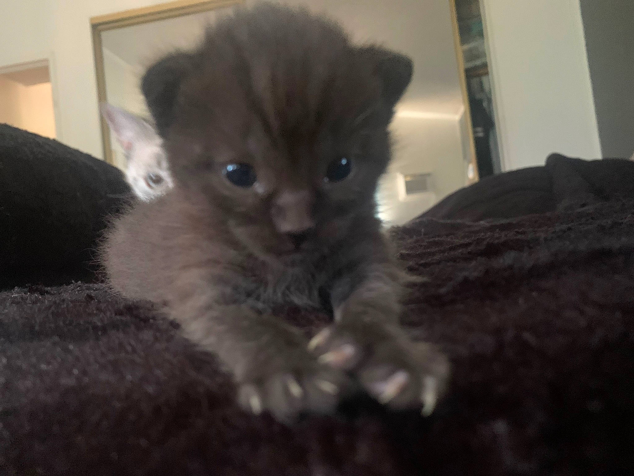 Poe is registered to the contest to win money with this photo: black_cat, carnivore, cat, claw, comfort, domestic_short_haired_cat, fawn, felidae, fur, grey, paw, russian_blue, small_to_medium_sized_cats, snout, tail, terrestrial_animal, whiskers