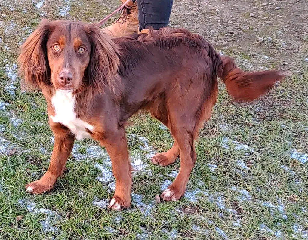 Hetti is registered to the contest to win money with this photo: dog, brown_dog, white_chest, grass, snow, leash, boots, person, outdoor, animal, pet, canine, alert, standing, tail, fur, ears, eyes, snout, nature