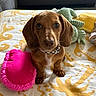 animal, bed, blanket, brown_dog, collar, cute, dachshund, dog, floppy_ears, green_toy, indoors, pet, photography, pink_toy, portrait, puppy, sitting, toy, wide_eyes, yellow_toy