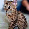Biscotte participe au concours pour gagner de l'argent avec cette photo : cat, kitten, tabby, animal, pet, feline, portrait, sitting, short_hair, striped_fur, brown_fur, green_eyes, ears, whiskers, nose, paws, indoors, blurred_background, close_up, cute