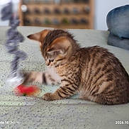 Biscotte a rejoint le concours — aidez-le/la à gagner de superbes lots ! cat, kitten, spotted_cat, tabby, pet, animal, sleepy, playing, toy, red_toy, couch, blanket, indoor, home, furniture, portrait, motion_blur, soft_focus, cozy, photography