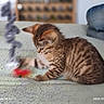 cat, kitten, spotted_cat, tabby, pet, animal, sleepy, playing, toy, red_toy, couch, blanket, indoor, home, furniture, portrait, motion_blur, soft_focus, cozy, photography