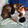 Biscotte participe au concours pour gagner de l'argent avec cette photo : kitten, cat, tabby, sleeping, cuddling, plush_toy, snowman, stuffed_animal, bed, bedding, cozy, indoors, pet, animal, cute, resting, fur, blue_blanket, colorful, winter