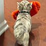 dog, spotted, collar, toy, orange, floor, indoor, pet, animal, walking, playful, back_view, fur, canine, house, cute, mammal, pet_toy, domestic, companion