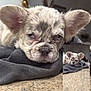 Ghost is registered to the contest to win money with this photo: puppy, dog, close_up, ears, speckled, resting, sleepy_eyes, indoor, fabric, blanket, granite_countertop, cute, relaxed, fur, pet, animal, young_dog, portrait, lying_down, cozy