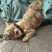 Ghost joined the competition — help win amazing prizes! puppy, dog, sleeping, blanket, collar, spiked_collar, fur, indoor, cozy, resting, pet, cute, soft_texture, fabric, relaxation, animal, warmth, domestic, laying_down, snuggling