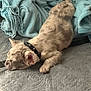 puppy, dog, sleeping, blanket, collar, spiked_collar, fur, indoor, cozy, resting, pet, cute, soft_texture, fabric, relaxation, animal, warmth, domestic, laying_down, snuggling