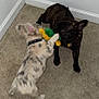 Ghost is registered to the contest to win money with this photo: dog, playing, toy, plush_toy, carpet, indoor, pet, animal, tug_of_war, brown_dog, spotted_dog, corner, white_wall, collar, fur, cute, domestic_animal, friendship, interaction, fun