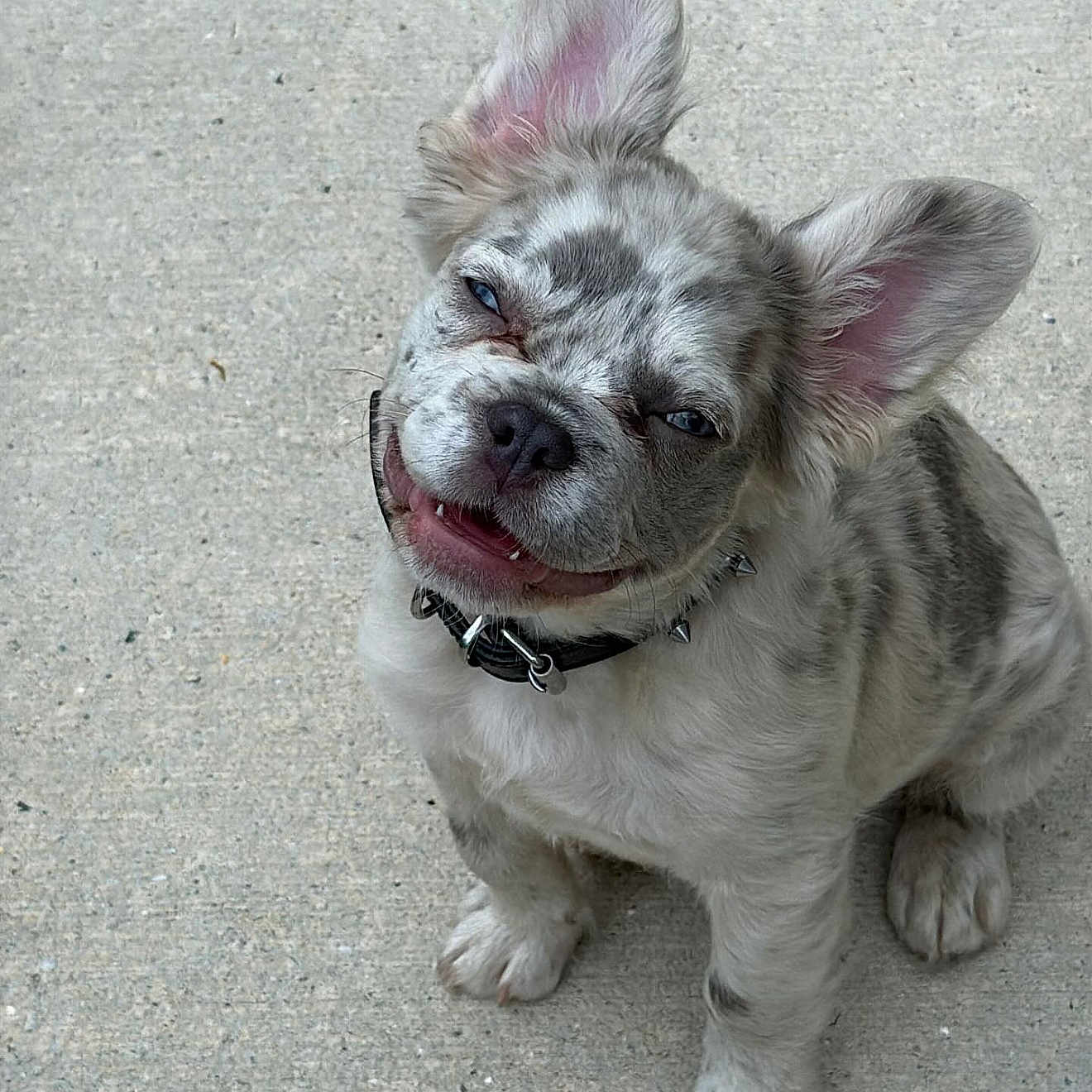 Ghost joined the competition — help win amazing prizes! adorable, animal, canine, collar, concrete, cute, dog, ears, face, friendly, fur, outdoor, pet, puppy, sitting, small, smiling, spiked_collar, tongue, young