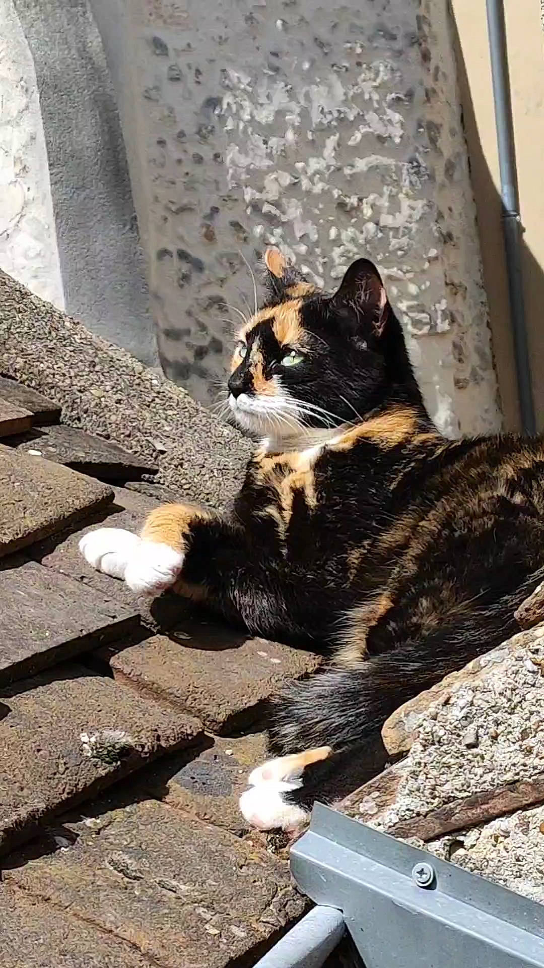 Annabelle participe au concours pour gagner de l'argent avec cette photo : asphalt, carnivore, cat, domestic_short_haired_cat, eye, felidae, fur, road, road_surface, shadow, sidewalk, sitting, small_to_medium_sized_cats, street, tail, terrestrial_animal, tints_and_shades, tree, whiskers, wood