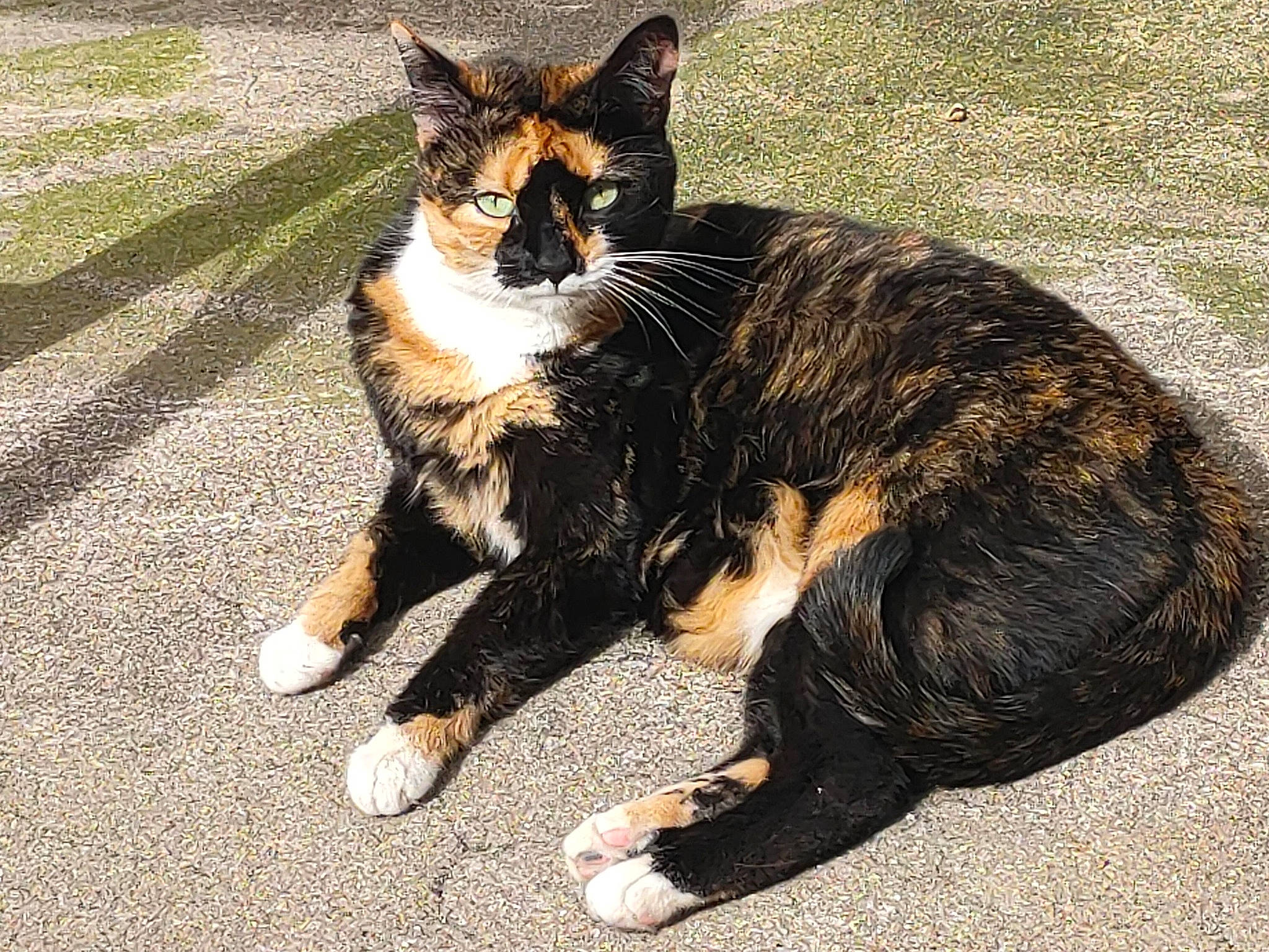 Annabelle a rejoint le concours — aidez-le/la à gagner de superbes lots ! asphalt, carnivore, cat, claw, domestic_short_haired_cat, felidae, foot, fur, grass, paw, plant, road, road_surface, sitting, small_to_medium_sized_cats, snout, tail, terrestrial_animal, tree, whiskers