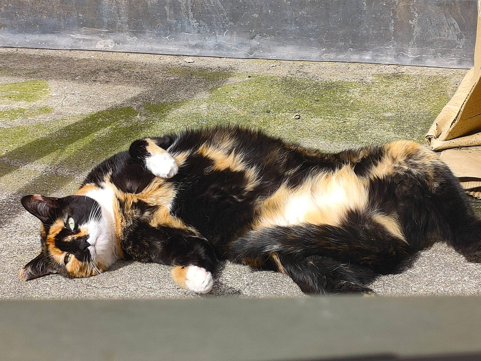 Annabelle a rejoint le concours — aidez-le/la à gagner de superbes lots ! asphalt, canidae, carnivore, cat, claw, dog_breed, domestic_short_haired_cat, felidae, fur, paw, road_surface, shadow, small_to_medium_sized_cats, snout, sporting_group, tail, terrestrial_animal, tints_and_shades, whiskers, window