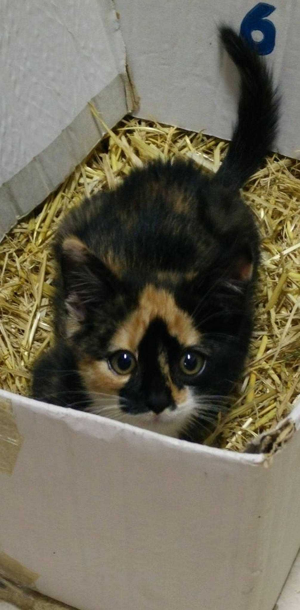 Annabelle participe au concours pour gagner de l'argent avec cette photo : animal_shelter, box, cardboard, carnivore, cat, cat_supply, domestic_short_haired_cat, fawn, felidae, fur, natural_material, packaging_and_labeling, packing_materials, pet_supply, shipping_box, small_to_medium_sized_cats, snout, terrestrial_animal, whiskers