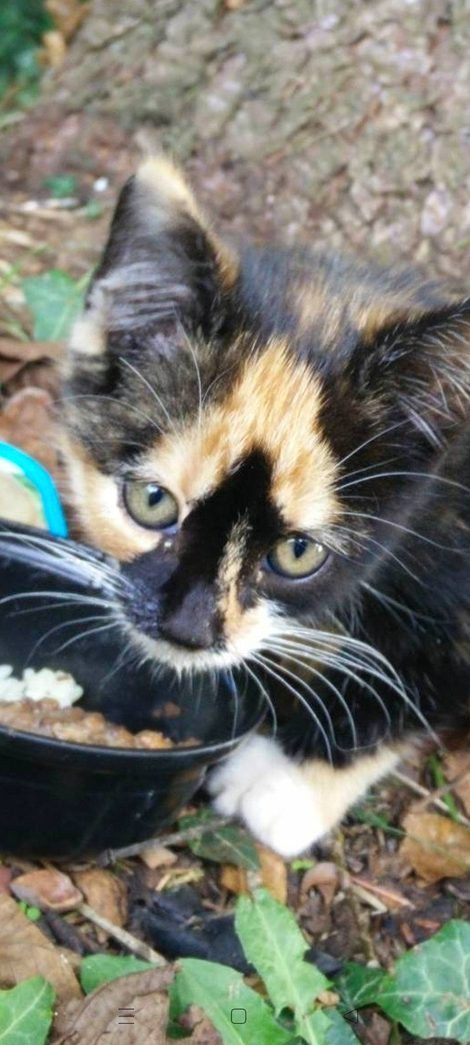 Annabelle participe au concours pour gagner de l'argent avec cette photo : carnivore, cat, cat_supply, claw, domestic_short_haired_cat, felidae, fur, grass, pet_food, pet_supply, photo_caption, plant, small_to_medium_sized_cats, snout, tail, terrestrial_animal, tree, whiskers, wildlife, window