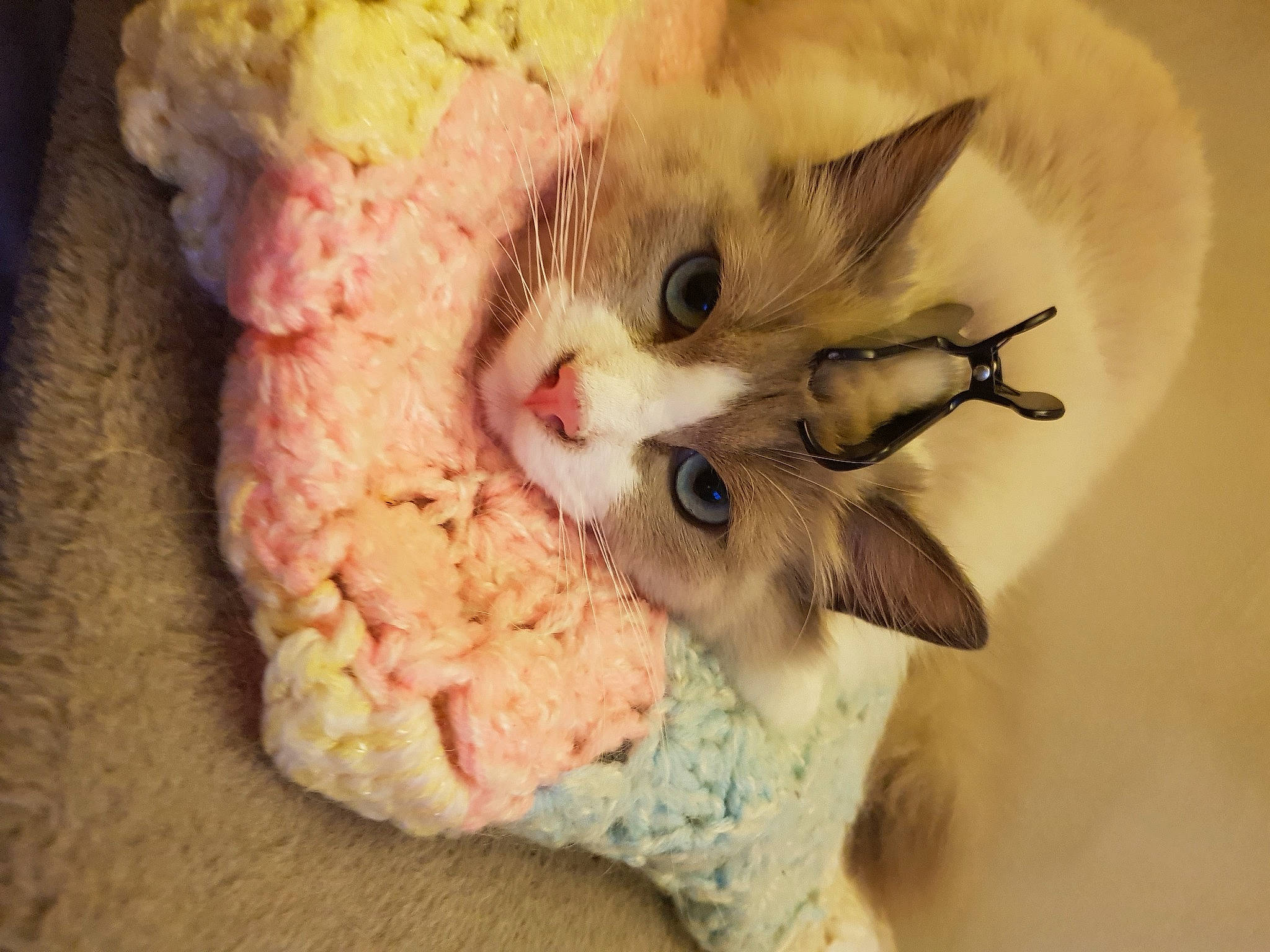 Rubis participe au concours pour gagner de l'argent avec cette photo : carnivore, cat, claw, comfort, domestic_short_haired_cat, ear, eye, eyelash, fawn, felidae, fur, gesture, nail, paw, plant, small_to_medium_sized_cats, snout, stuffed_toy, tail, whiskers