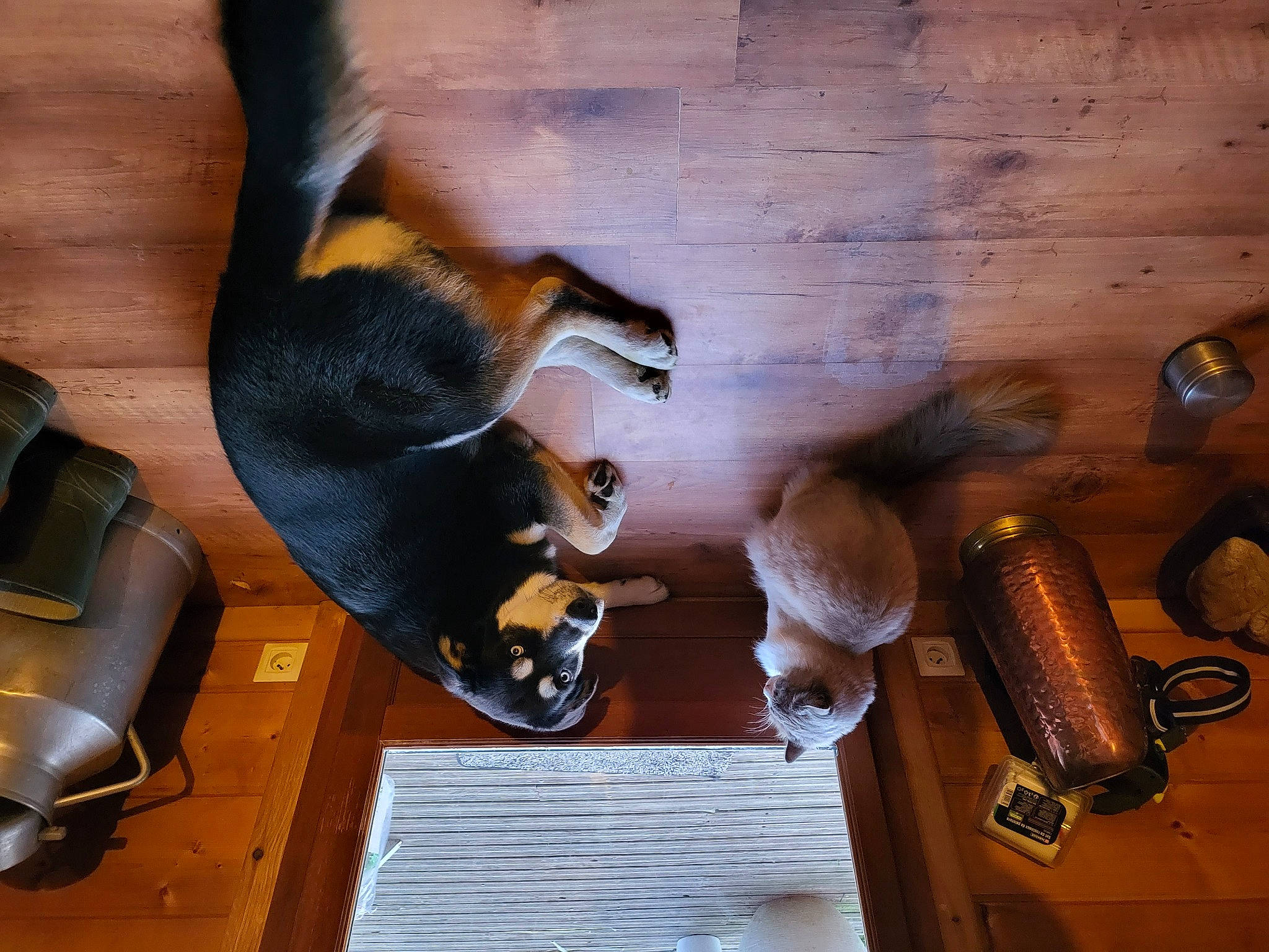 Snow participe au concours pour gagner de l'argent avec cette photo : beer, comfort, companion_dog, dog, dog_breed, flooring, gas, guard_dog, hardwood, house, metal, pet_supply, room, shotgun, tableware, tail, varnish, wood, wood_stain