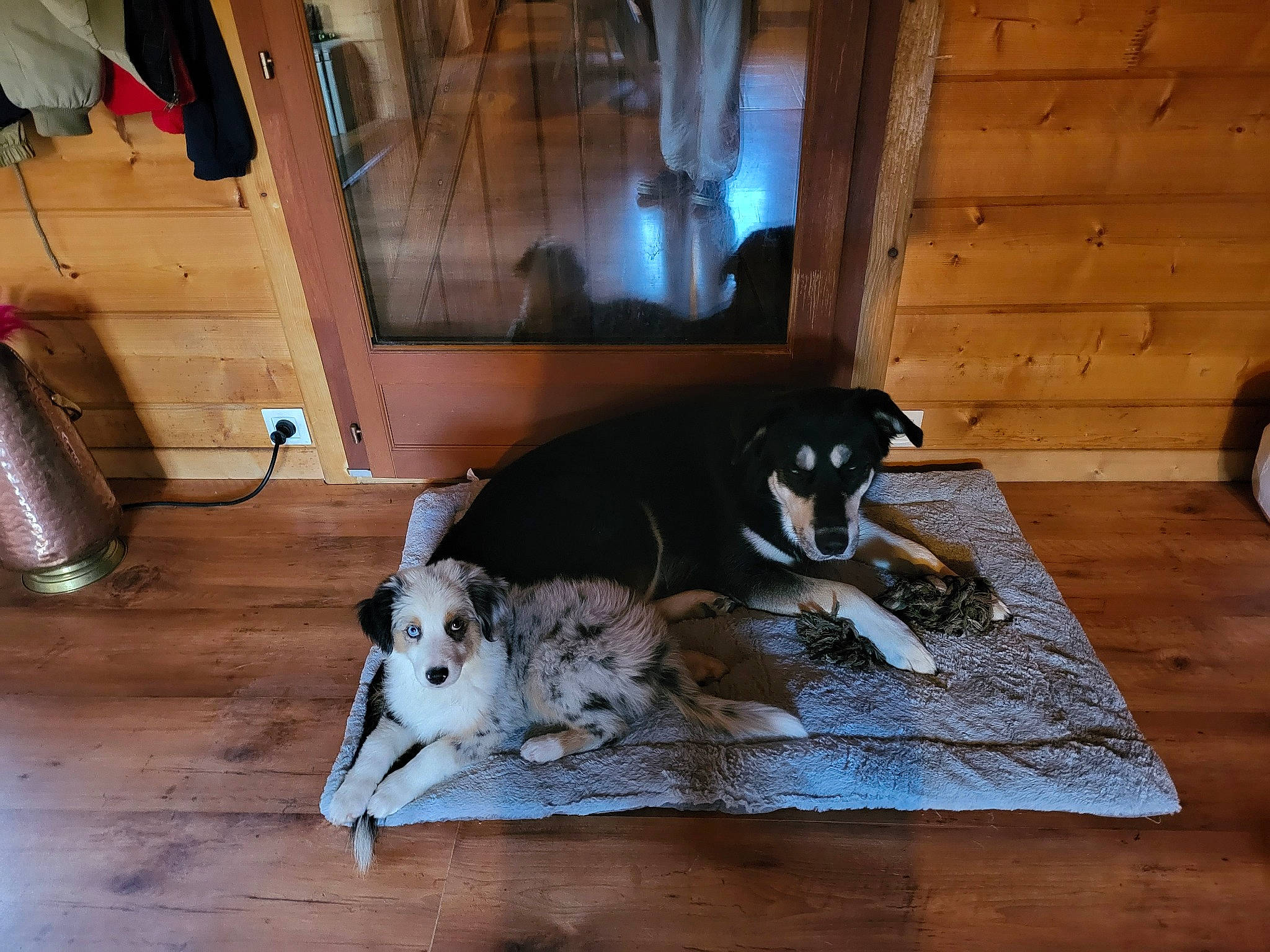 Snow participe au concours pour gagner de l'argent avec cette photo : canidae, carnivore, comfort, companion_dog, dog, dog_breed, floor, flooring, grey, hardwood, house, non_sporting_group, room, sporting_group, terrestrial_animal, wood, wood_flooring, working_animal