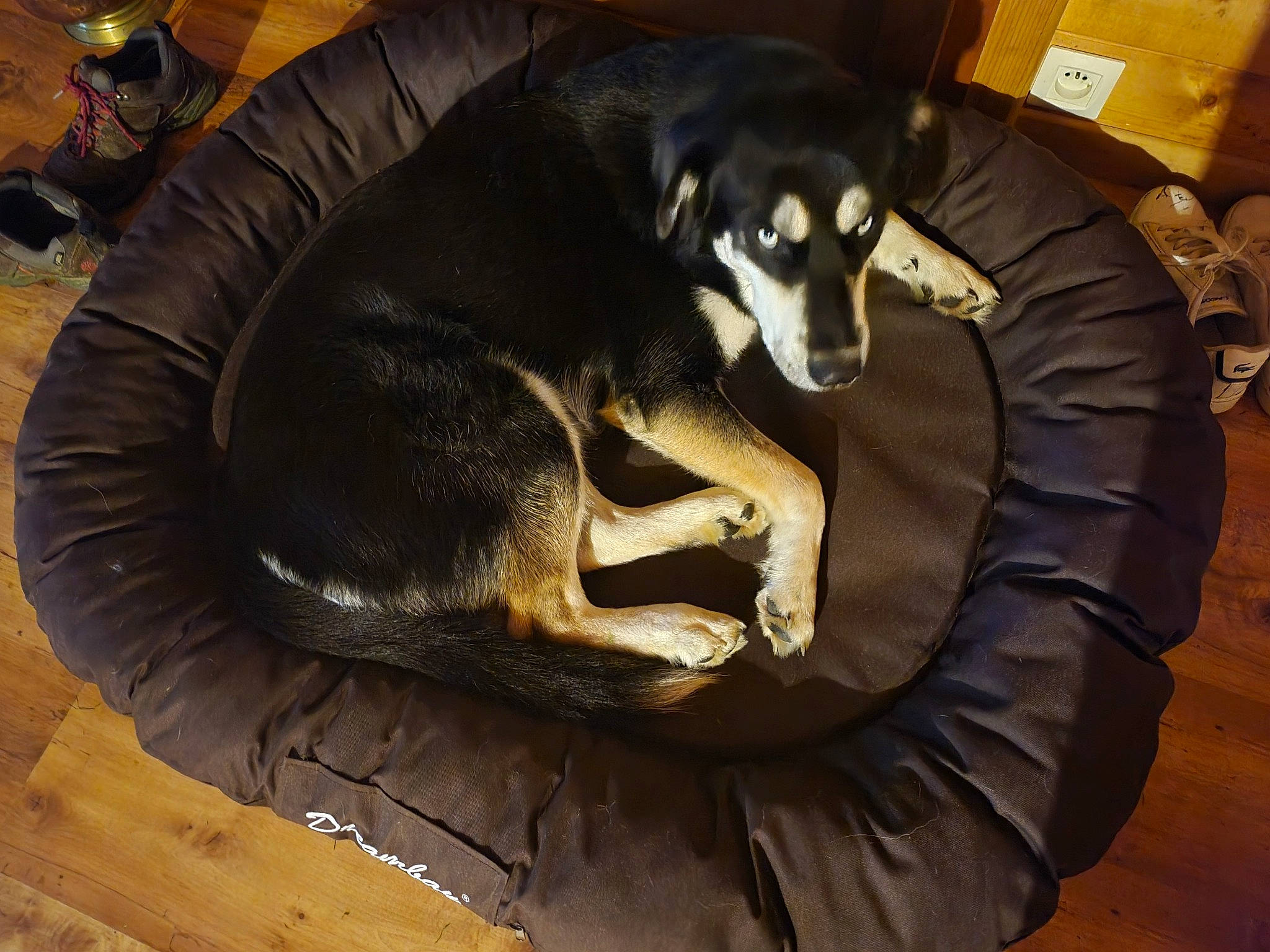 Snow participe au concours pour gagner de l'argent avec cette photo : automotive_tire, canidae, carnivore, comfort, companion_dog, dog, dog_breed, flooring, fur, guard_dog, hardwood, sculpture, snout, sporting_group, tail, terrestrial_animal, tire, tread, wood, working_animal