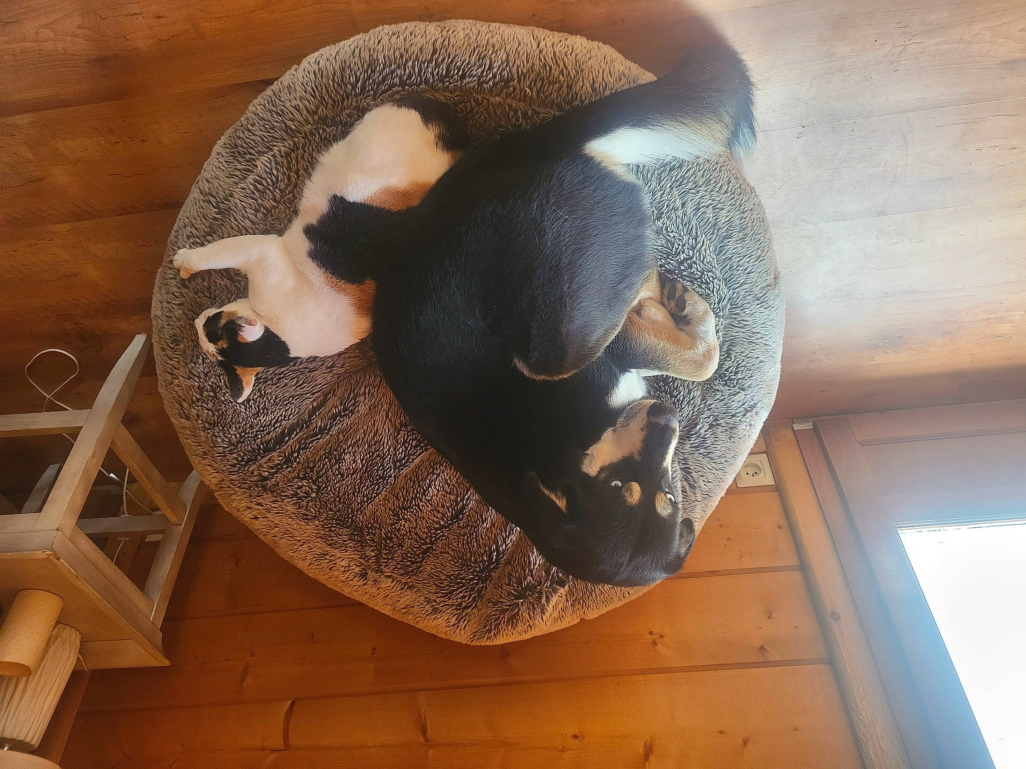 Snow a rejoint le concours — aidez-le/la à gagner de superbes lots ! cat_supply, comfort, fur, hardwood, hat, natural_material, pet_supply, terrestrial_animal, window, wood