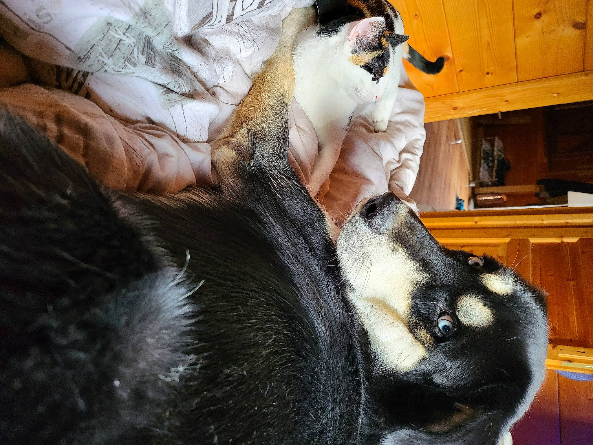 émeraude participe au concours pour gagner de l'argent avec cette photo : cabinetry, carnivore, cat, claw, comfort, companion_dog, dog_breed, ear, felidae, foot, fur, human_leg, lap, paw, small_to_medium_sized_cats, snout, terrestrial_animal, whiskers, wood, wrist