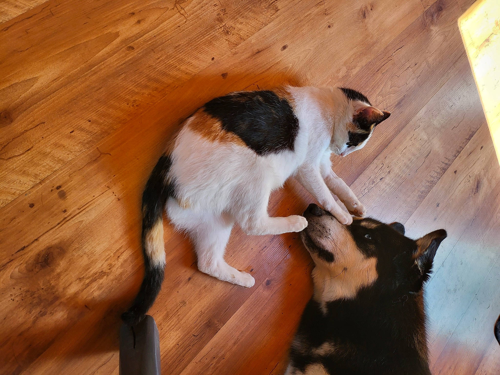 émeraude a rejoint le concours — aidez-le/la à gagner de superbes lots ! carnivore, cat, comfort, companion_dog, dog_breed, fawn, felidae, floor, flooring, fur, hardwood, mammal, paw, small_to_medium_sized_cats, snout, tail, vertebrate, whiskers, wood, wood_stain