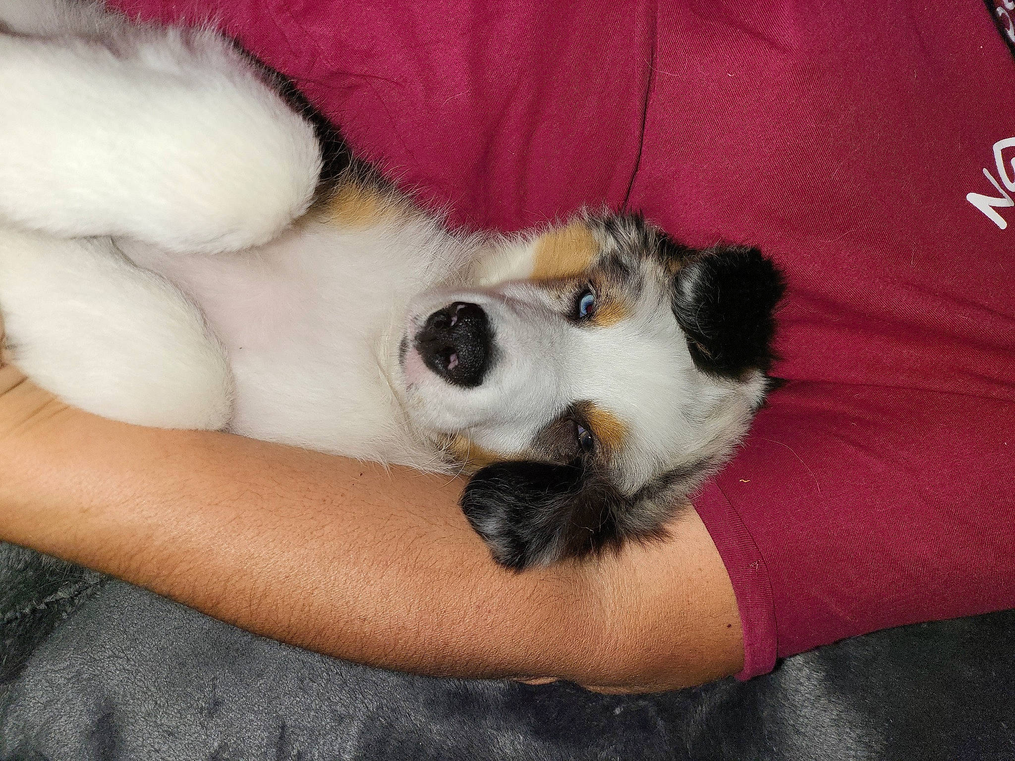 Thor participe au concours pour gagner de l'argent avec cette photo : carnivore, claw, comfort, companion_dog, dog, dog_breed, fawn, felidae, foot, fur, nap, non_sporting_group, paw, puppy, puppy_love, small_to_medium_sized_cats, sporting_group, tail, toy_dog, whiskers