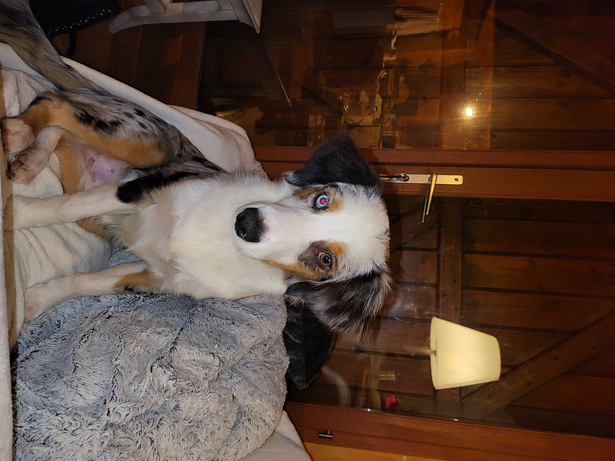 Thor a rejoint le concours — aidez-le/la à gagner de superbes lots ! canidae, carnivore, companion_dog, dalmatian, dog, dog_breed, fur, hardwood, non_sporting_group, snout, sporting_group, whiskers, wood, working_animal