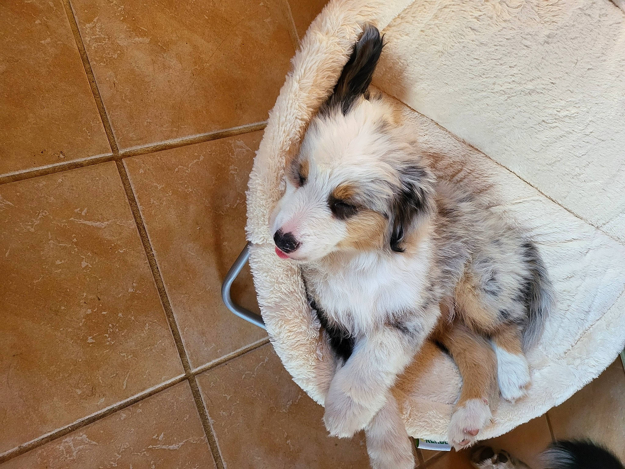 Thor a rejoint le concours — aidez-le/la à gagner de superbes lots ! ancient_dog_breeds, ball, canidae, canis, carnivore, claw, companion_dog, dog, dog_breed, flooring, fur, hardwood, paw, puppy, sporting_group, tail, terrestrial_animal, tile_flooring, whiskers, wood