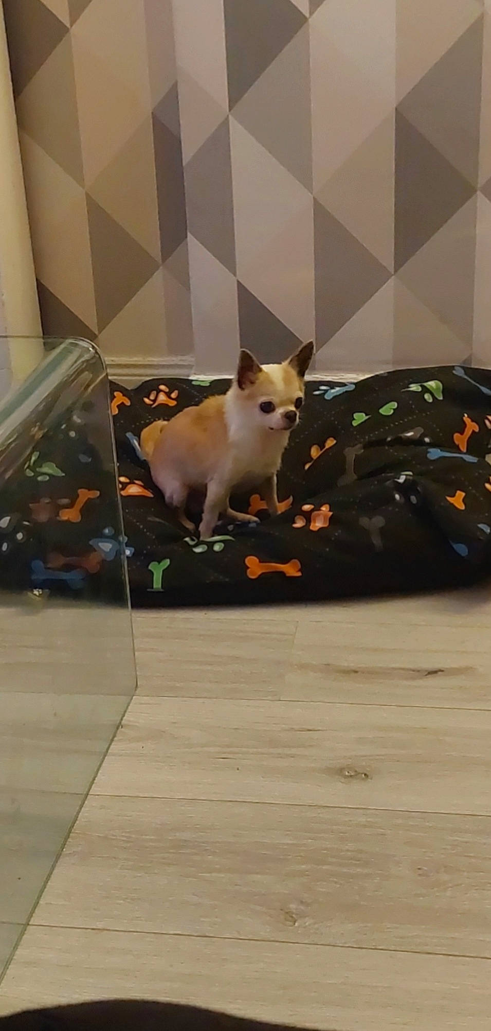 Cody is registered to the contest to win money with this photo: carnivore, cat, comfort, companion_dog, dog_breed, felidae, floor, flooring, fur, hardwood, laminate_flooring, room, shadow, small_to_medium_sized_cats, stairs, tail, tree, whiskers, wood, wood_flooring