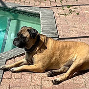 Uma joined the competition — help win amazing prizes! dog, tan_dog, black_face, swimming_pool, pool_edge, brick_patio, sunny, outdoor, pet, canine, relaxing, summer, shadow, collar, large_dog, daylight, animal, resting, side_view, quiet