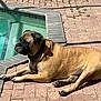 dog, tan_dog, black_face, swimming_pool, pool_edge, brick_patio, sunny, outdoor, pet, canine, relaxing, summer, shadow, collar, large_dog, daylight, animal, resting, side_view, quiet