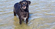 Luna a rejoint le concours — aidez-le/la à gagner de superbes lots ! dog, black_dog, water, shallow_water, outdoor, animal, pet, standing, wet_fur, daylight, curious, ripples, nature, lake, reflection, canine, summer, playful, white_patch, looking