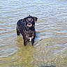dog, black_dog, water, shallow_water, outdoor, animal, pet, standing, wet_fur, daylight, curious, ripples, nature, lake, reflection, canine, summer, playful, white_patch, looking
