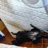 Luna a rejoint le concours — aidez-le/la à gagner de superbes lots ! dog, black_dog, lying_down, floor, mattress, bedroom, fan, indoor, relaxed, tiled_floor, collar, resting, pet, canine, home, comfort, animal, side_view, flooring, quiet