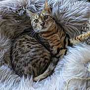 Léo participe au concours pour gagner de l'argent avec cette photo : cat, bengal_cat, pet, furry_bed, window, indoor, cozy, relaxed, animal, whiskers, fur, green_eyes, tabby, striped, curious, resting, soft_texture, home, closeup, comfort