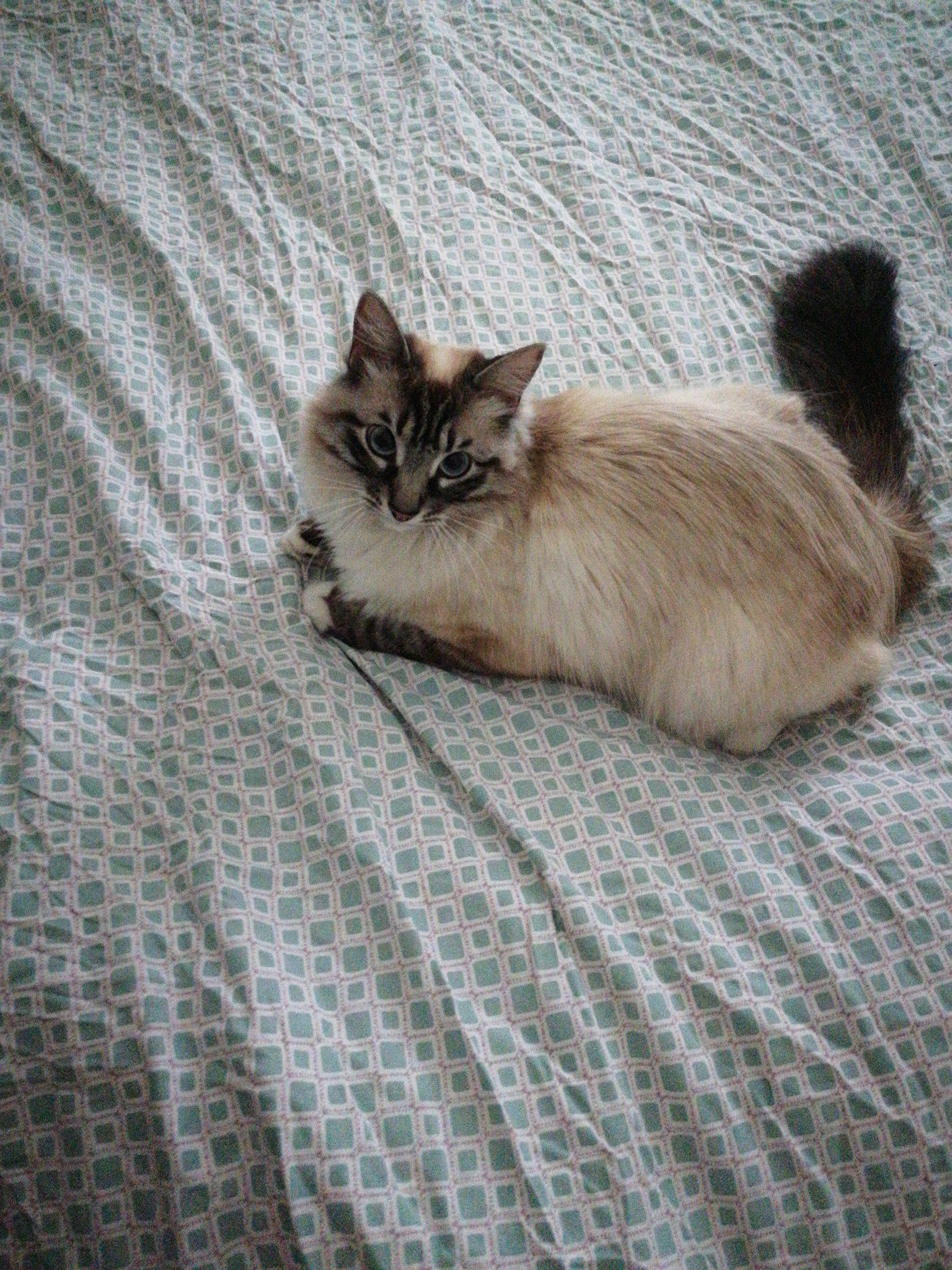 Swiffer participe au concours pour gagner de l'argent avec cette photo : carnivore, cat, claw, comfort, fawn, felidae, flooring, fur, grey, pattern, paw, ragdoll, siamese, small_to_medium_sized_cats, tail, terrestrial_animal, whiskers