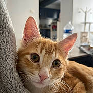 Tigrou participe au concours pour gagner de l'argent avec cette photo : cat, kitten, orange_tabby, pet, animal, feline, close_up, portrait, green_eyes, whiskers, ears, pink_nose, fur, fluffy, curious, cute, indoors, blanket, home, shallow_depth_of_field